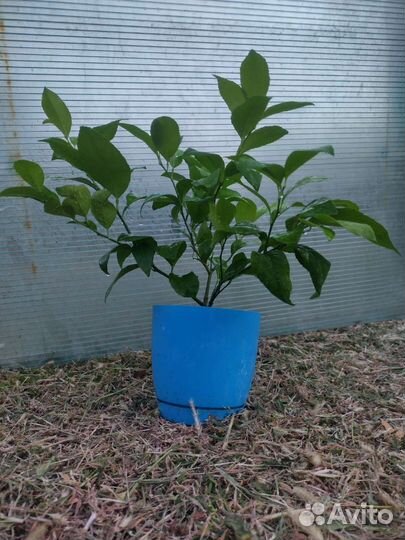 Саженцы Лимона