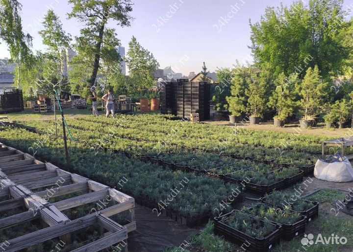 Саженцы кедра