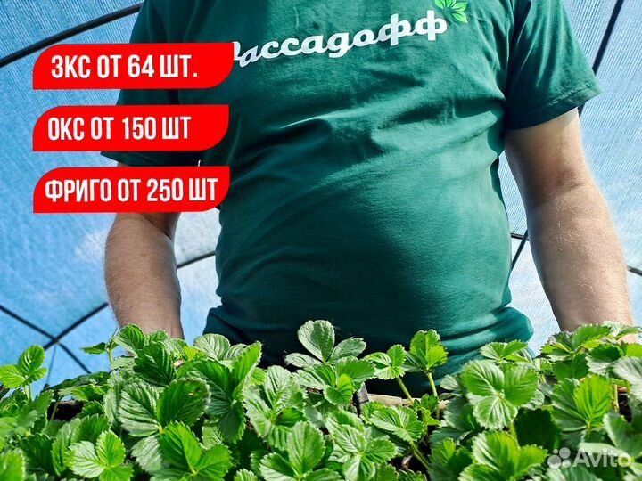 Рассада клубники. Опт от 64 шт