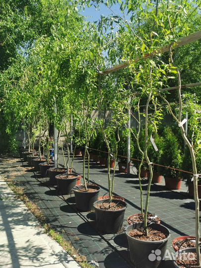 Ива тортулоза