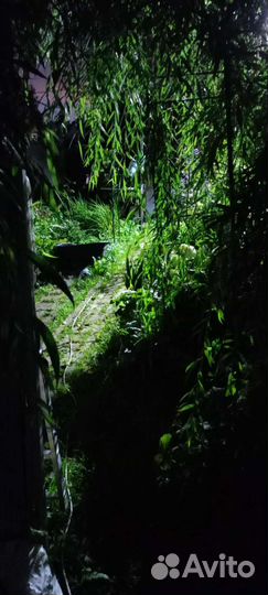 Ива плакучая Водопад, гибрид Шабурова