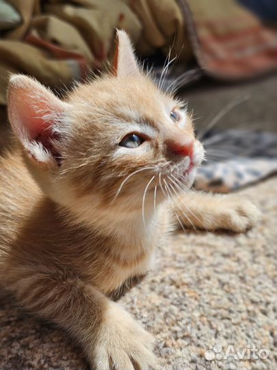 Кошки в добрые руки