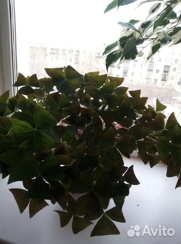 Толстянка (денежное дерево), кислица