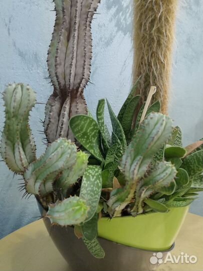 Кактусы и суккуленты