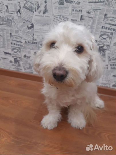 Вязка кобель