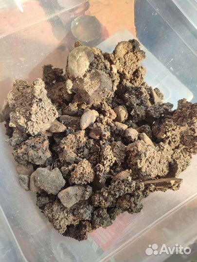 Красный корень, мумие