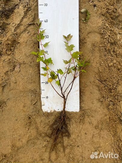 Саженцы. Пузыреплодник 