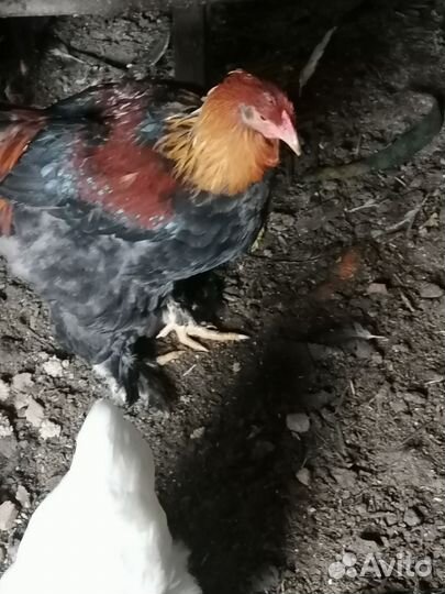 Петух брама