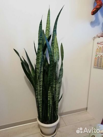 Растение Сансевиерия