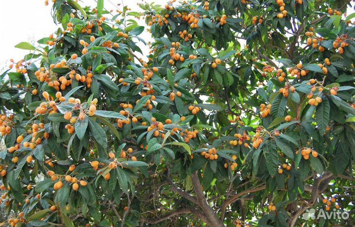 Мушмула японская и германская крупноплодная