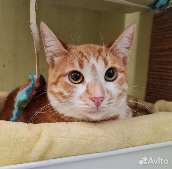 Кошка в дар бесплатно