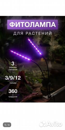 Фитоламы в наличии