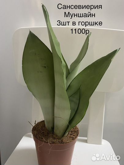 Сансевиерия Муншайн