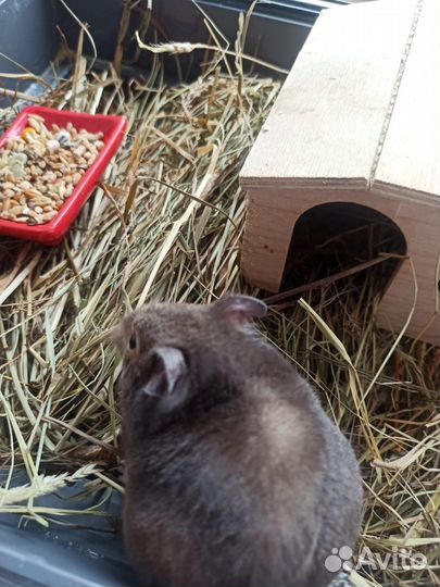 Сено луговое разнотравье для грызунов