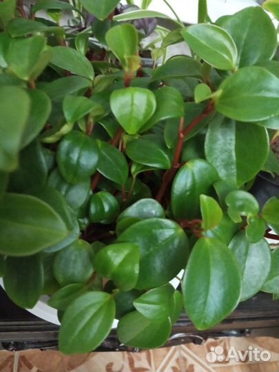 Традисканции