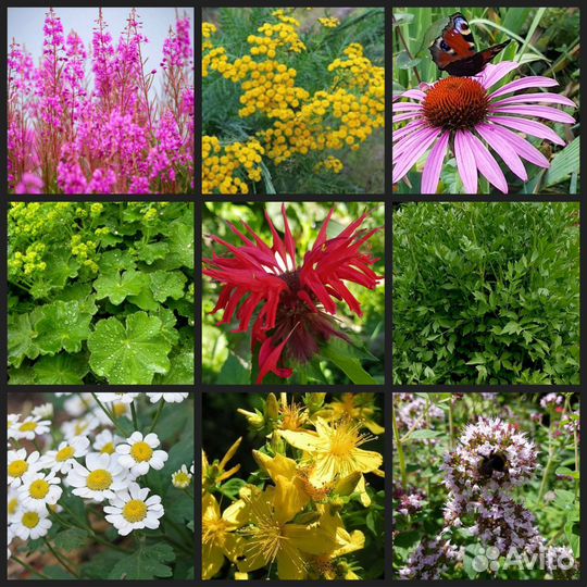 Травы для чая и здоровья