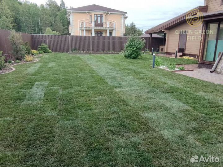 Полевой рулонный газон 