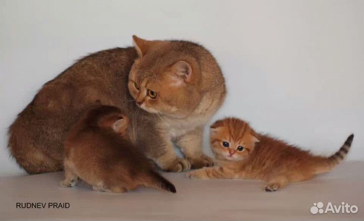 Кот на вязку