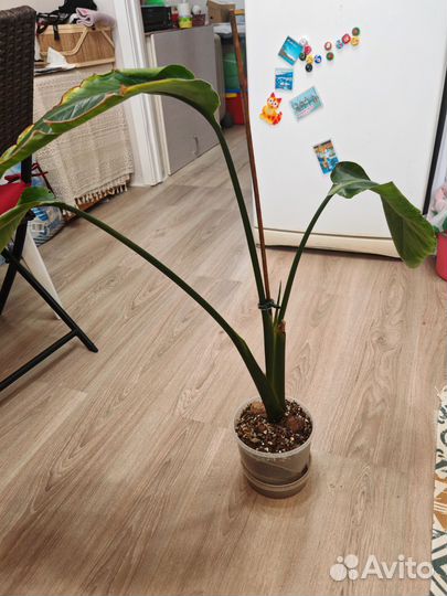 Стрелиция николая