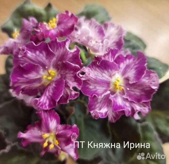 Укорененные черенки сортовых фиалок