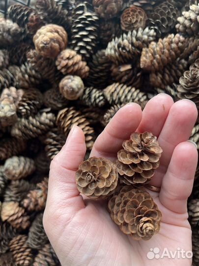Шишки еловые мини