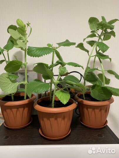 Мята домашняя Плектрантус