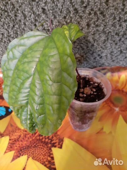 Клеродендрум специозум