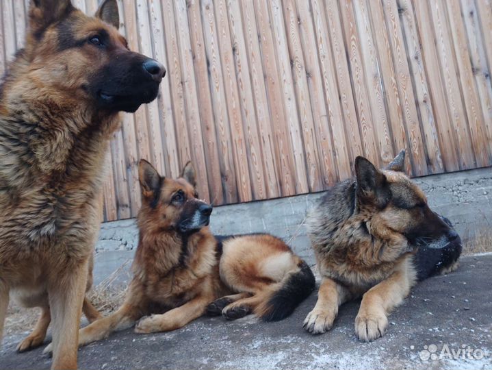 Ищем подругу