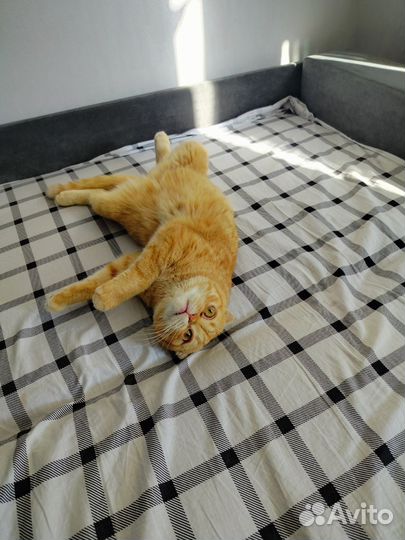 Шотландский вислоухий кот в добрые руки