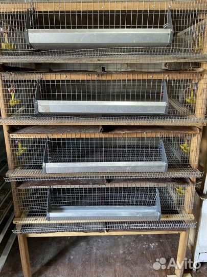 Клетки для перепелов перепелиная ферма