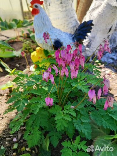 Многолетние цветы