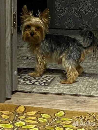 Йоркширский терьер