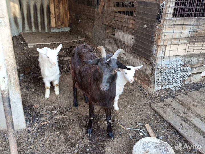 Коза с козлятами