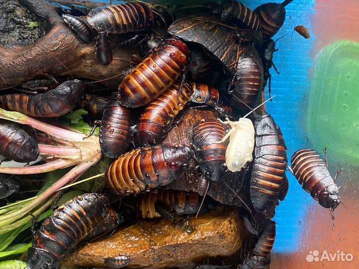 Аренда мадагаскарских тараканов