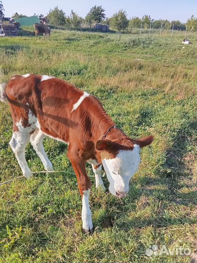 Продам телку