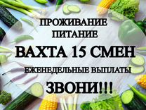 Вахта 15 смен для всех 3-х раз питание/ упаковщик