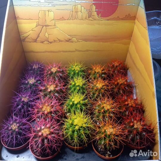 Эхинокактус