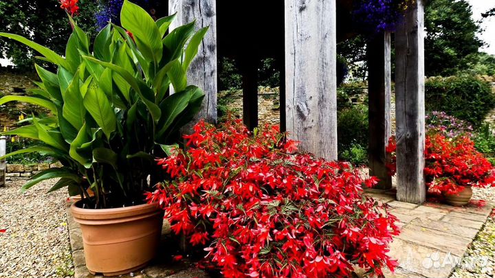 Цветы канны