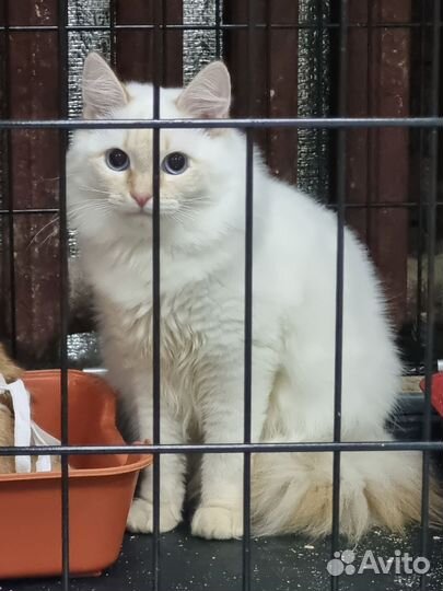 Кот 1,5 года