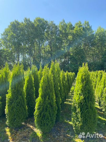 Туя Смарагд 140 см из питомника