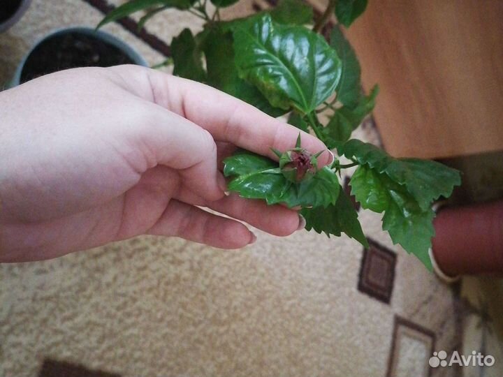 Китайская роза набивная (цветущая)