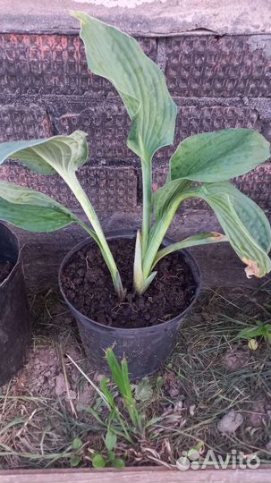 Хоста растение