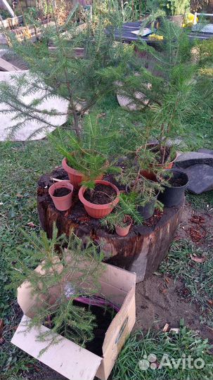 Ёлочка в горшке