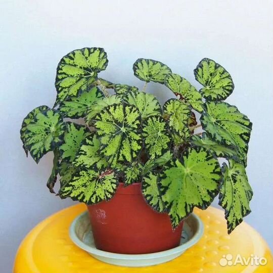 Бегония