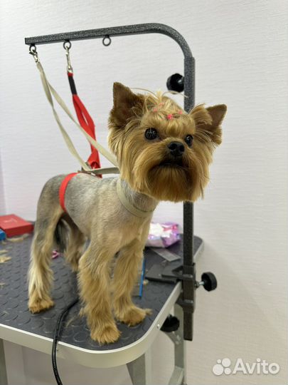 Стрижка собак у начинающего мастера