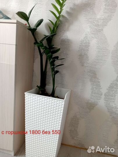 Замиокулькас