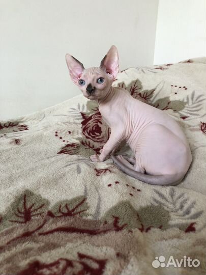 Канадский сфинкс