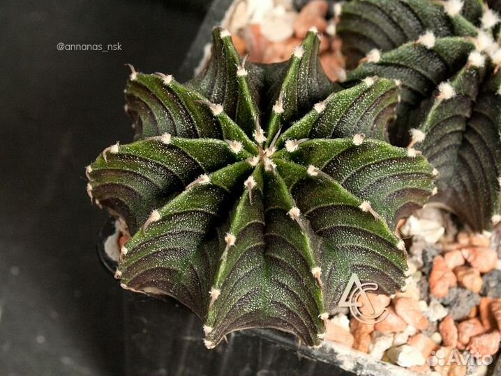 Gymnocalycium friedrichii VoS-014, Agua Dulce