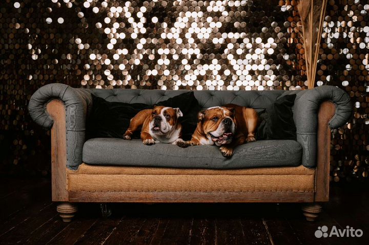 Собаки для съёмок/ фотосессии(английский бульдог)