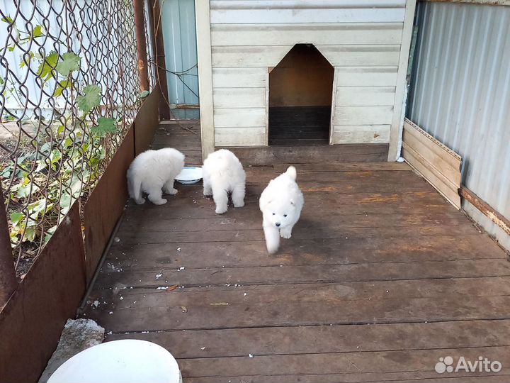 Самоедская лайка щенки